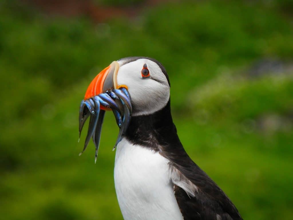 Puffin on the Isle of May